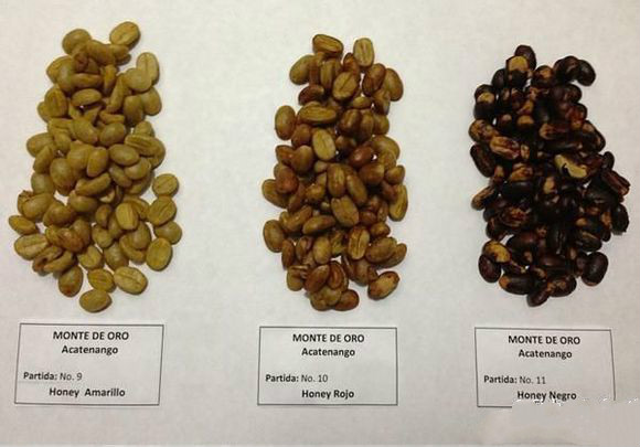 蜜處理法咖啡生豆蜜處理中的黃蜜、紅蜜和黑蜜在風味上有什麼區別