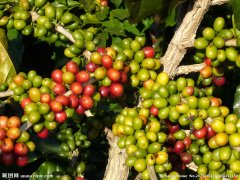 哥倫比亞世界上最大的阿拉比卡咖啡豆出口國，也是世界上最大的水