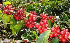 巴拿馬咖啡種植環境獨一無二的咖啡巴拿馬的咖啡風味及質感中等而
