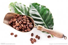 地馬拉有七個主要咖啡產區危地馬拉所生產的各種優質咖啡豆