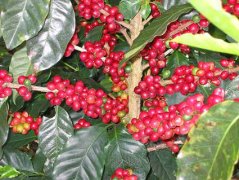 蘇門答臘咖啡豆的分級印度尼西亞 產區金塔瑪妮（Kintamani）火山