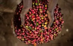 魯瓦克咖啡豆焙制過程具備獨特的風味全世界最奢侈的咖啡全世界最