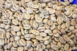 巴拿馬波奎特boquete產區咖啡生豆凱薩路易斯莊園水洗處理咖啡豆