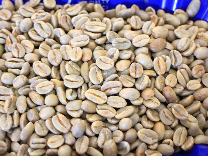 如何手選咖啡生豆？正確挑選咖啡生豆？巴拿馬水洗瑰夏生豆