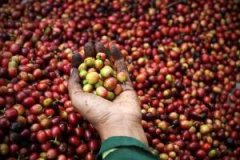 中國咖啡網 咖啡種子 曼特寧咖啡的處理方式 產區咖啡