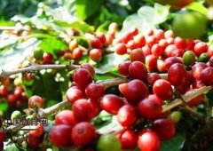 雲南咖啡產區分佈 中國雲南咖啡 中國咖啡網 精選單一產區咖啡豆