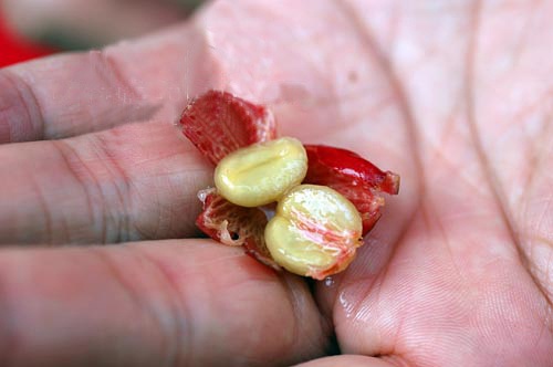 咖啡豆種植咖啡豆種子咖啡生豆印度尼西亞巴厘島卡拉娜金塔瑪妮火