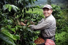 咖啡豆在哪買咖啡豆價格種子咖啡生豆價格花語日曬西達摩熱帶水果