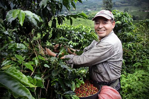 在哪裏能買到便宜的咖啡或咖啡豆?哥斯達黎加塔拉珠鑽石山莊園卡