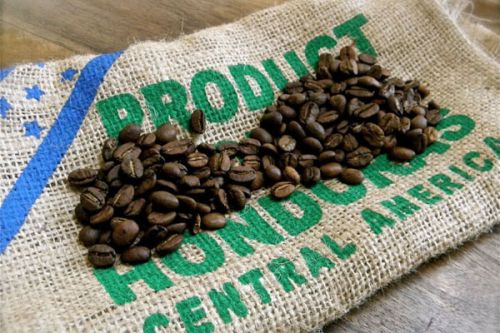 咖啡館一般都從哪裏買咖啡豆？危地馬拉新東方產區番石榴平原莊園