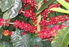 咖啡烘焙的內部變化與特徵 咖啡行業新聞 烘焙咖啡豆 產區咖啡