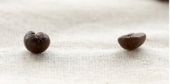 咖啡公豆好還是母豆好  圓豆 橢圓形咖啡豆 烘焙咖啡 咖啡豆形狀