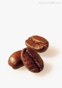 公豆 咖啡豆種植  圓豆 咖啡風味 如何區別公母豆風味 形成特徵