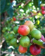 摩卡咖啡 咖啡豆價格埃塞俄比亞90+levelupDerar Ela德瑞艾拉/花