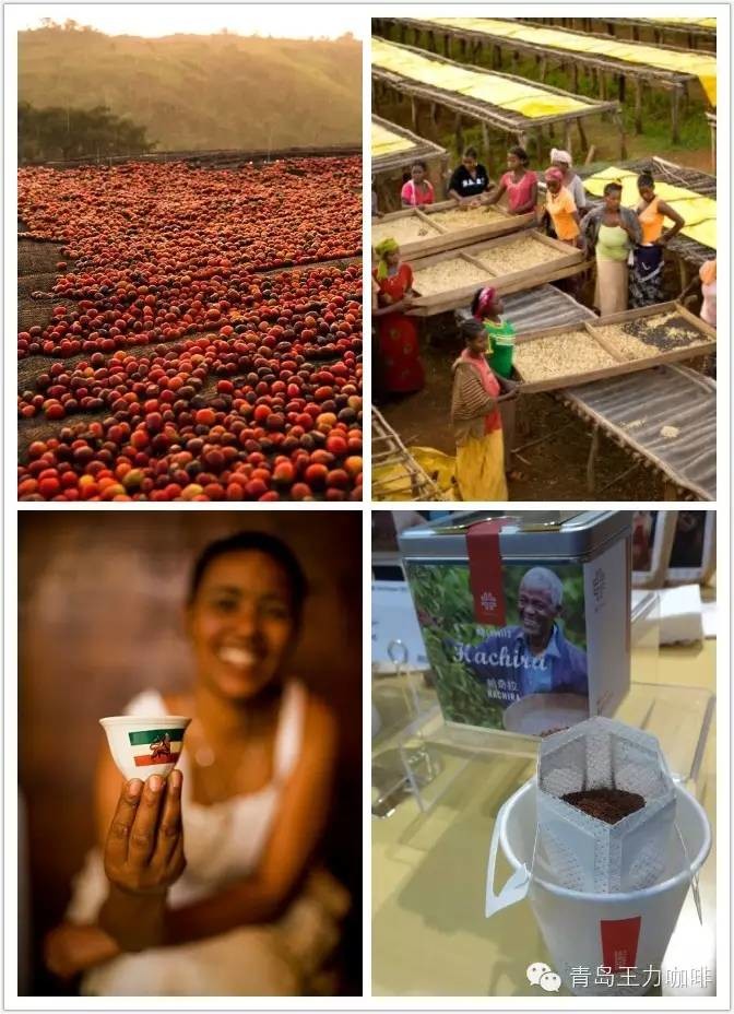 咖啡豆選購教程咖啡豆品牌種類指南肯尼亞咖啡AA亞拉莊園珍珠圓豆