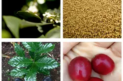 咖啡豆選購教程咖啡豆品牌種類指南巴拿馬情聖莊園水洗瑰夏