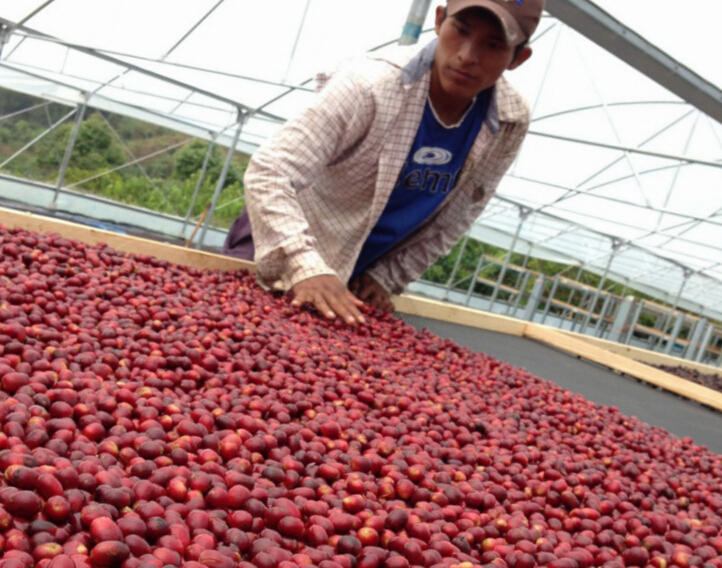 如何選擇性價比高的咖啡豆？危地馬拉新東方產區番石榴平原莊園