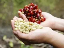 哥倫比亞咖啡豆 歷史淵源 綠色金子 中國咖啡交易網