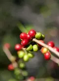 咖啡口感 特徵 危地馬拉安提瓜咖啡豆安提瓜咖啡