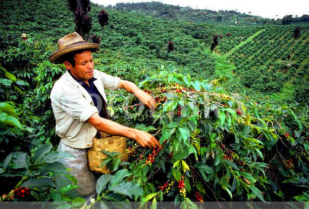 哥斯達黎加西部谷地舒瑪瓦莊園日曬處理薇拉莎咖啡豆做成咖啡咖啡