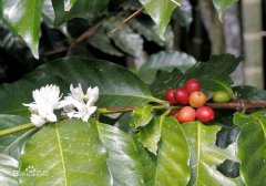 咖啡品種 基因突變種  阿拉比卡咖啡豆鐵皮卡