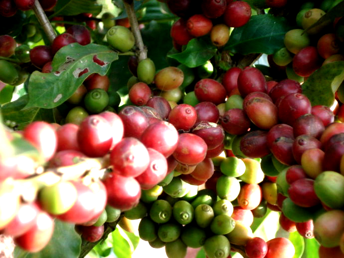 鐵皮卡還是波旁？鐵皮卡咖啡豆鐵皮卡咖啡豆價格埃塞俄比亞耶加雪
