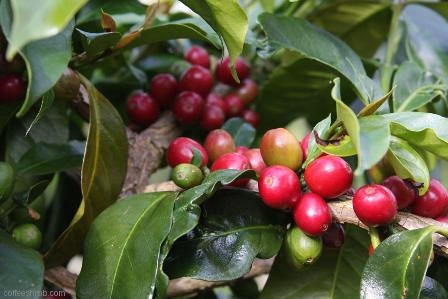 巴拿馬伊列塔莊園SHB級卡杜拉是羅布斯塔種還是阿拉比卡種啊?咖啡