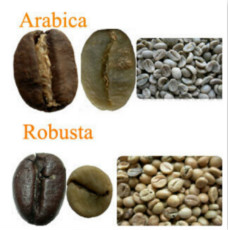阿拉比卡咖啡豆和羅伯斯塔咖啡豆有何區別？形狀差異風味特色不同