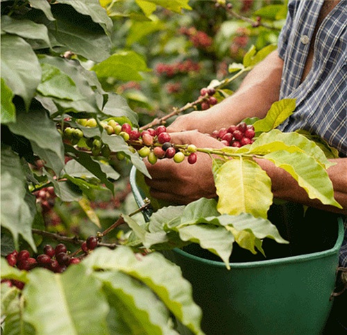 印度尼西亞巴厘島卡拉娜金塔怎樣能買到好的咖啡豆網上購買咖啡豆