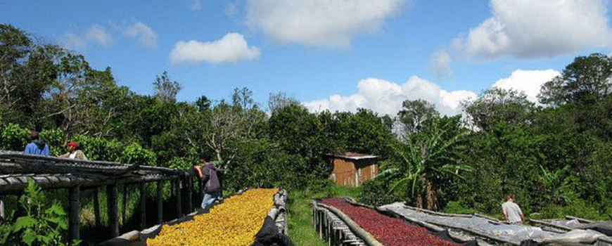 印尼蘇門答臘島亞齊Ache省怎樣能買到好的咖啡豆網上購買咖啡豆需