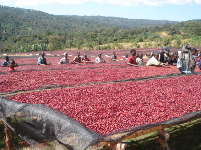 進口巴西風味波旁咖啡豆怎樣能買到好的咖啡豆網上購買咖啡豆需要