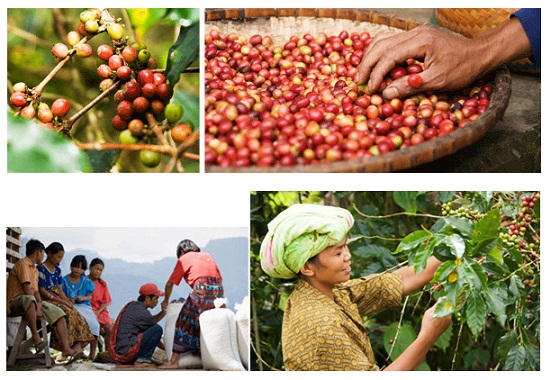 阿拉比卡咖啡豆的營養阿拉比卡咖啡豆價格印尼蘇門答臘島亞齊19目