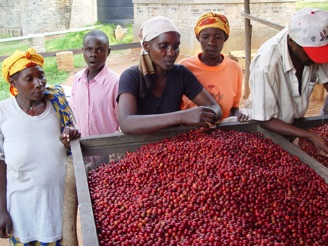 中國咖啡網咖啡生豆處理方式介日曬法埃塞俄比亞日曬耶加雪菲耶佳