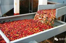 什麼是水洗法精品咖啡豆處理方法咖啡精製法耶加雪菲科契爾kocher