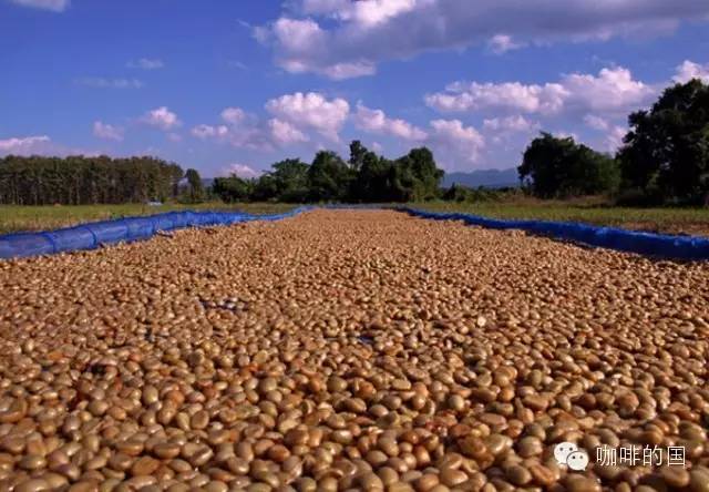咖啡知識什麼是水洗處理法?咖啡豆“水洗”與“日曬”的區別