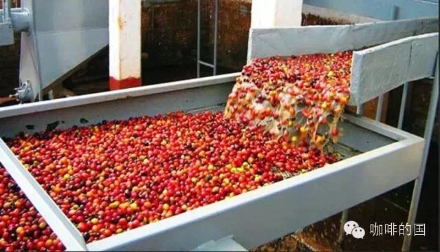 咖啡豆幾種清洗方法咖啡豆的處理:什麼是咖啡乾燥法?水洗耶佳雪菲