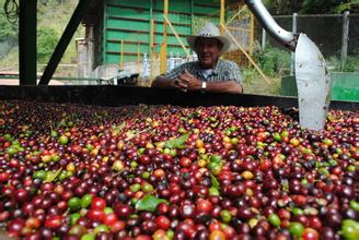 哥倫比亞咖啡巴西咖啡區別 哥倫咖啡豆種植文化故事風味特點口感