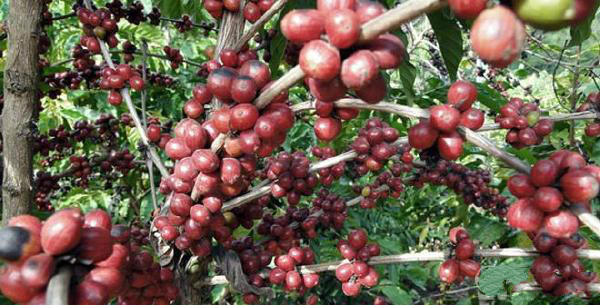 請問在哪兒能買到正宗的埃塞俄比亞咖啡?埃塞俄比亞咖啡西達莫產