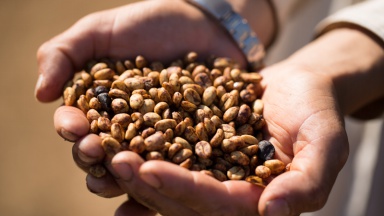 埃塞俄比亞咖啡品種埃塞俄比亞咖啡豆品級分析埃塞俄比亞主要產區