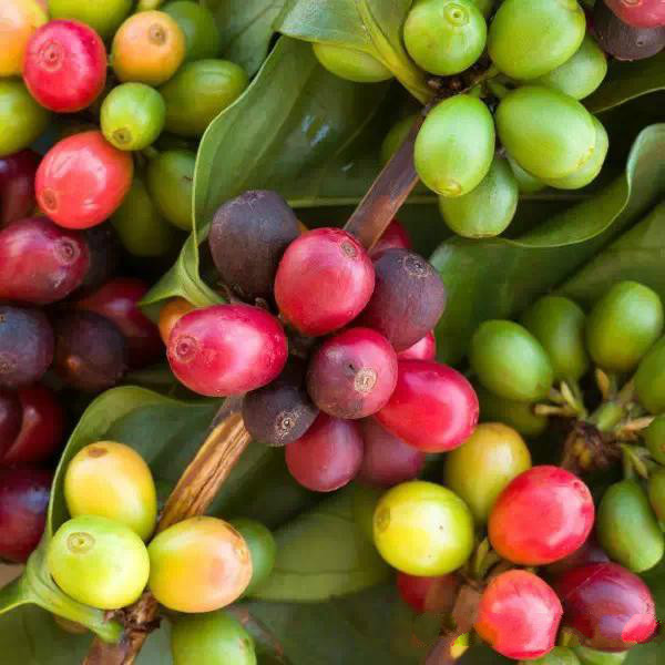 阿拉比加單品咖啡豆埃塞俄比亞咖啡豆批發價格ILLY意利星巴克選地