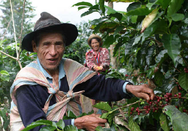 咖啡生豆熟豆祕魯 精品咖啡生豆原產地有機咖啡批發價格祕魯瑪卡