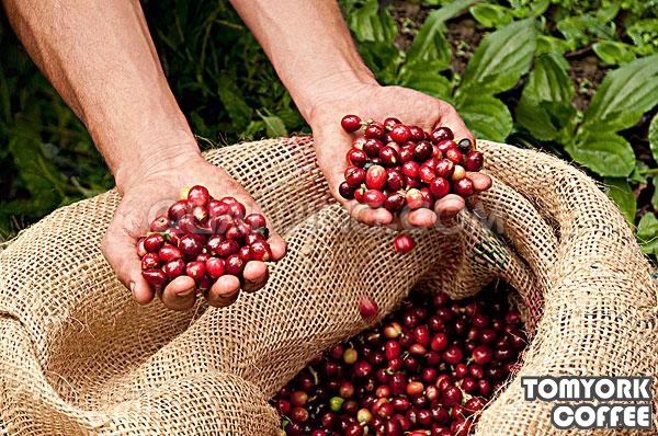 哪個國家的咖啡最好喝?瑪卡咖啡多少錢瑪卡咖啡怎麼樣祕魯進口原