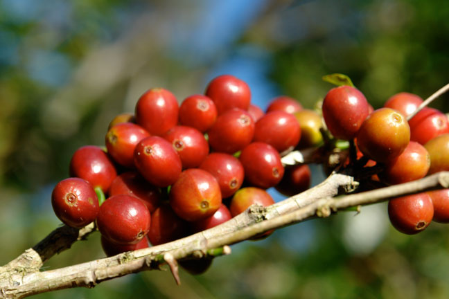巴拿馬波奎特 艾力達農園 Elida Estate 蜜處理 進口咖啡豆咖啡粉