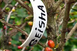 巴拿馬農場的瑰夏咖啡介紹巴拿馬艾力達精品咖啡豆巴拿馬產區特點