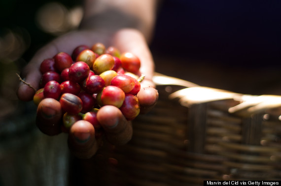 薩爾瓦多咖啡咖啡豆種類介紹薩爾瓦多:帕克馬拉咖啡南美洲咖啡產