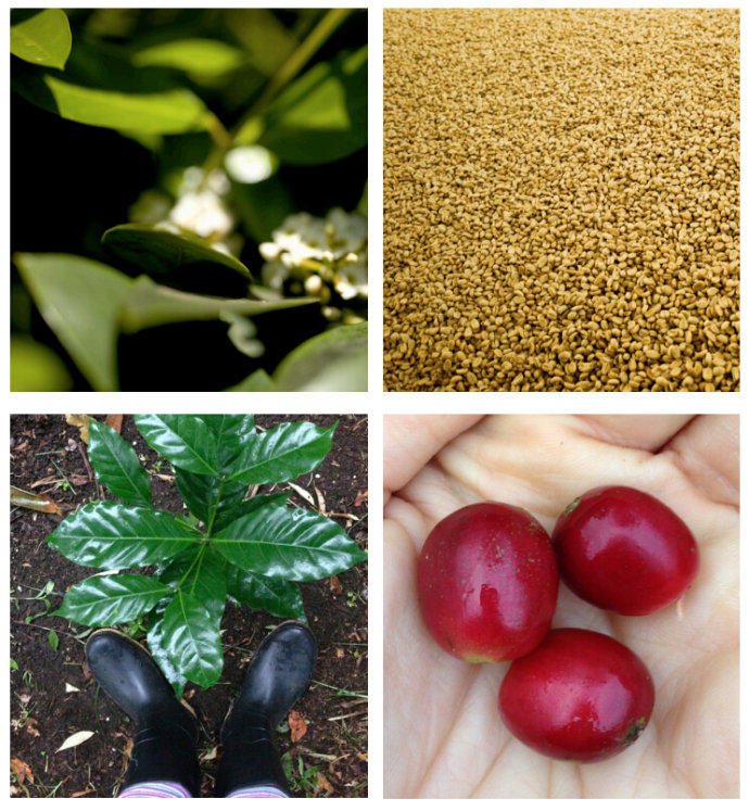 世界上最貴的10種咖啡薩爾瓦多帕卡馬拉種品牌批發進口精品咖啡