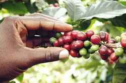 肯亞咖啡肯亞咖啡價格優質肯亞咖啡批發採購肯亞咖啡的特點基礎