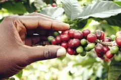 肯尼亞Nyeri產區家圖吉Gatugi處理廠水洗AA級 精品咖啡豆