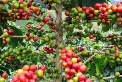 哥倫比亞咖啡種植歷史  被譽爲“綠色的金子”