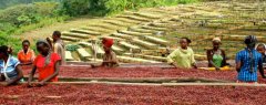 高地形種植的咖啡豆 危地馬拉精品咖啡豆